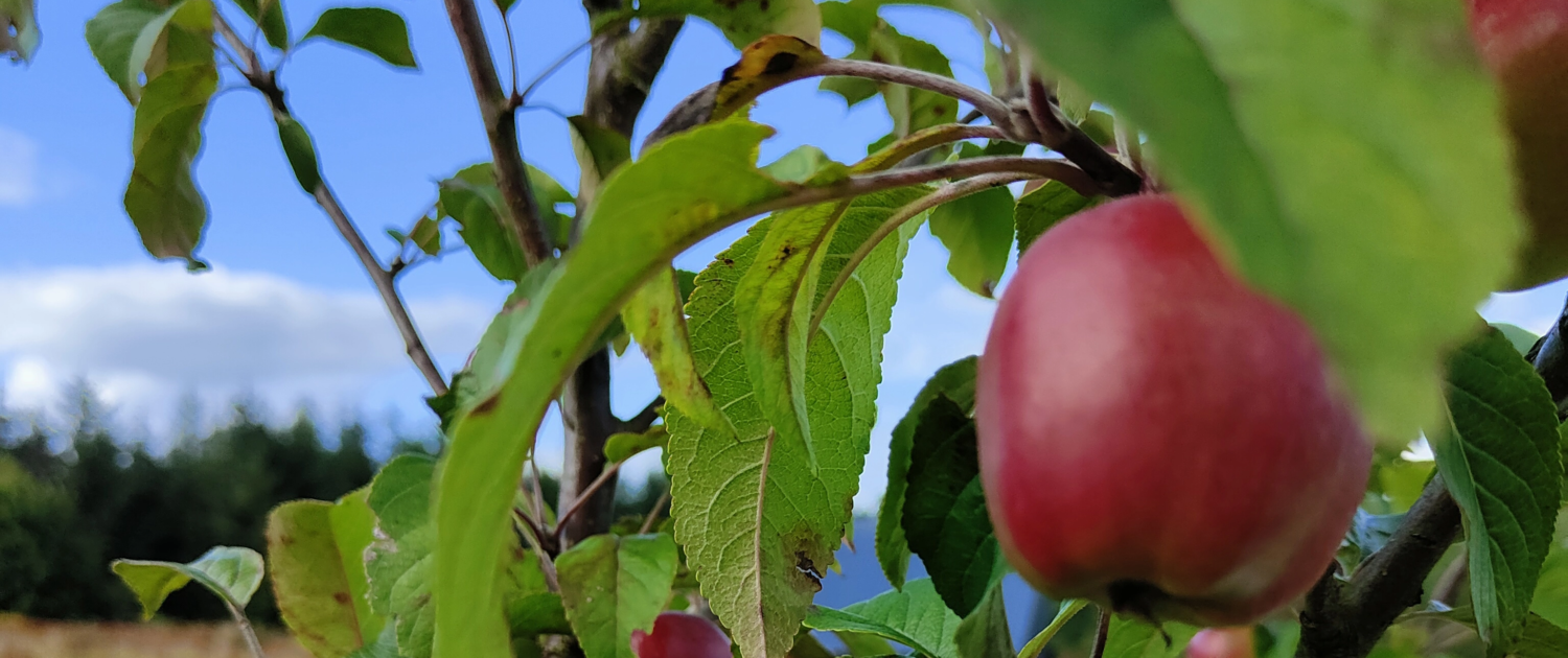 apple
